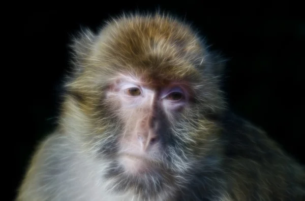 巴巴利猕猴视图 — 图库照片