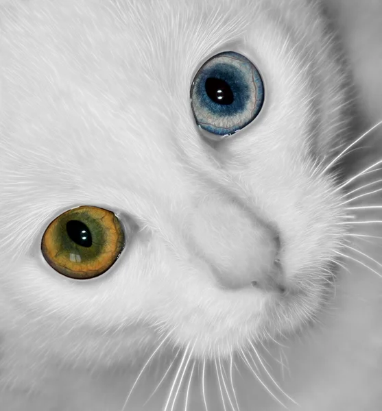 विभिन्न आंखों के साथ बिल्ली — स्टॉक फ़ोटो, इमेज