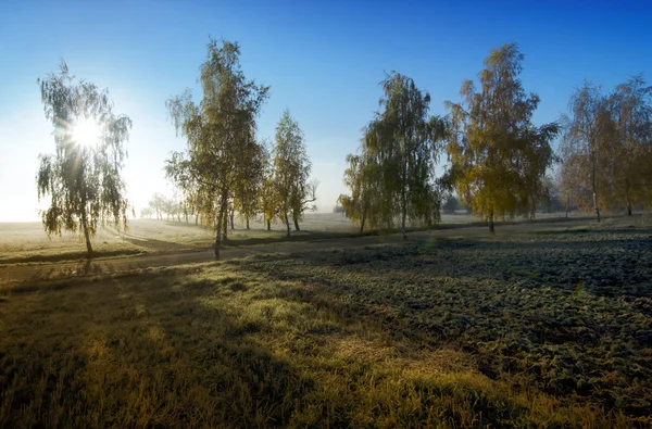 Bétulas e sol de outono — Fotografia de Stock