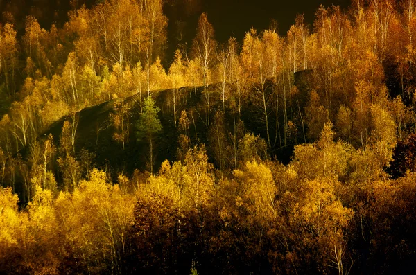 Birches on a mine dump — Stock Photo, Image