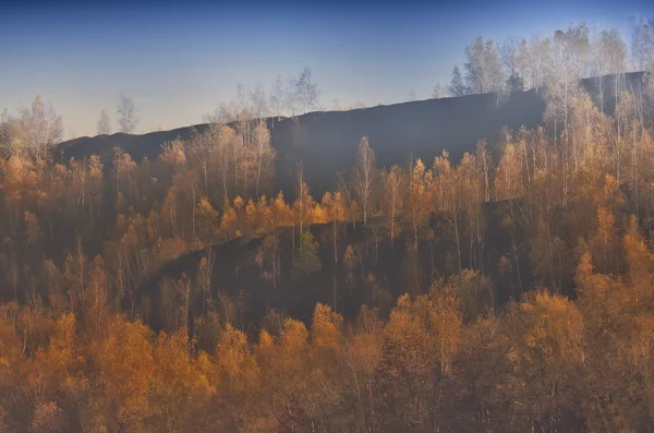 Берези на звалищі — стокове фото