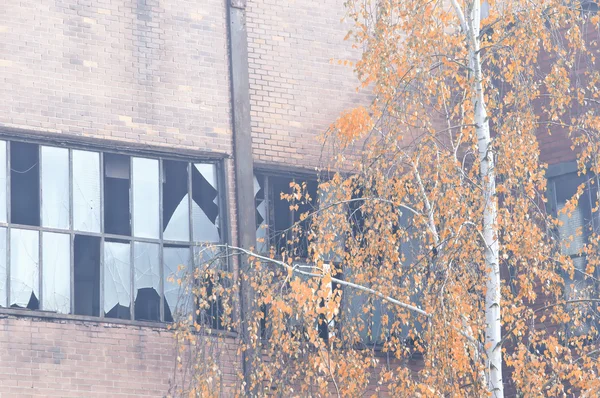 Tree and broken windows — Stock Photo, Image