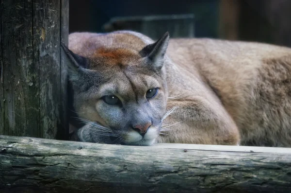 Puma görünümü kapatın — Stok fotoğraf
