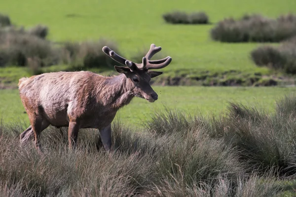 Fallow deer on grass — Stock Photo, Image