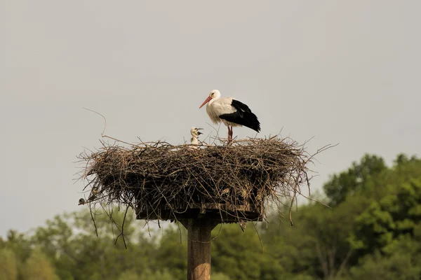 Stork and babies in the nest — Stock Photo, Image