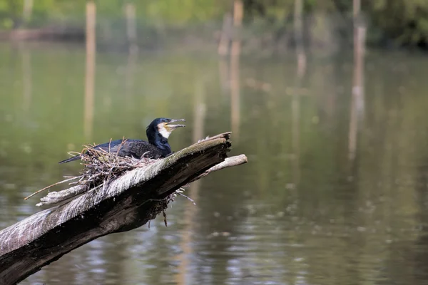 Aninhamento de corvos-marinhos em galhos na lagoa — Fotografia de Stock