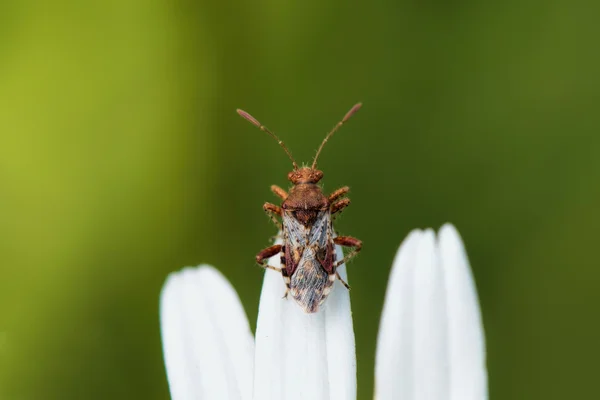Bug na zbliżenie stokrotka — Zdjęcie stockowe