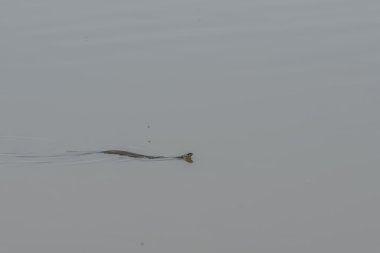 Sudaki çim yılanı