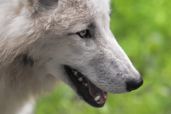 White wolf's face — Stock Photo, Image