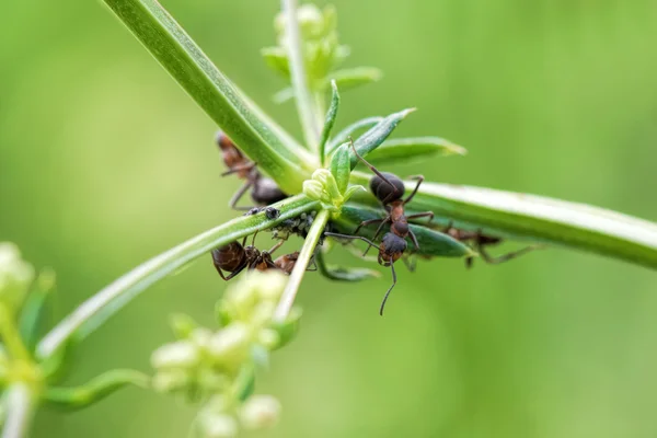 Maur og bladlus på grønne planter – stockfoto