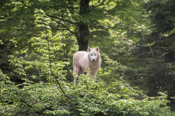 フォレスト内の白いオオカミ — ストック写真