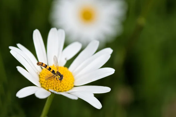 Hoverfly en flor de margarita blanca —  Fotos de Stock