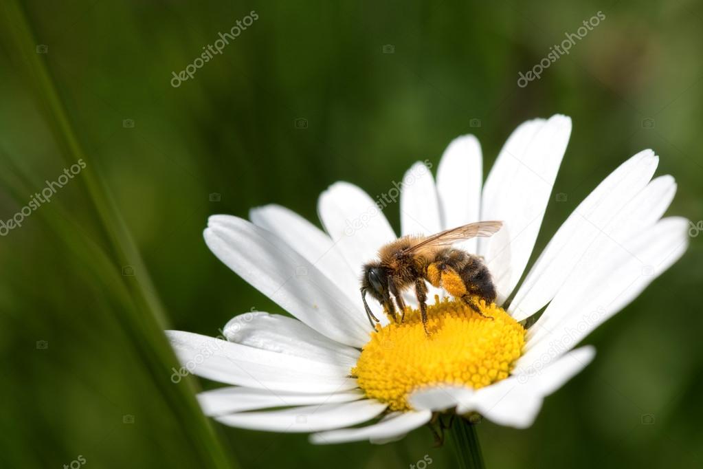 bee, pollen and daisy