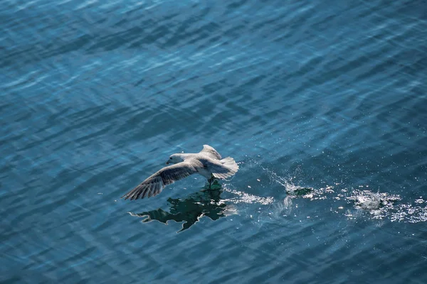 Goeland Vuelo Sobre Agua — Foto de Stock