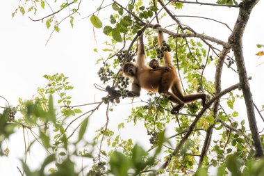 Kosta Rika 'da örümcek maymun ve bebek