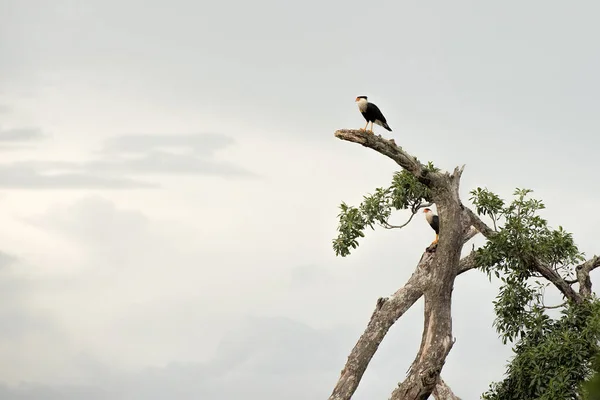 Caracara Bird Costa Rica — Stock Photo, Image