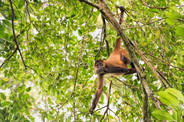 哥斯达黎加的蜘蛛猴 — 图库照片