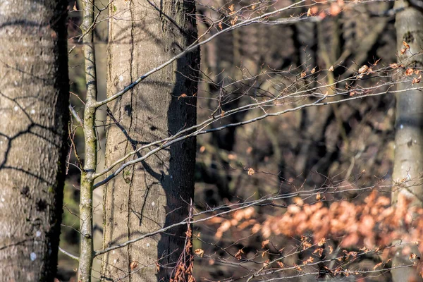 Stromový Větev Zimě — Stock fotografie