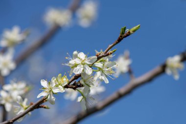 Mavi gökyüzünde erik çiçeği