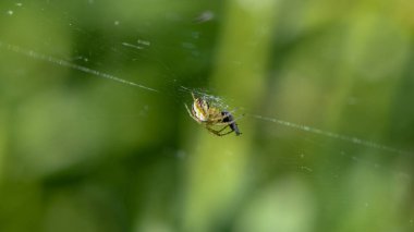 Örümceği ağına takar ve uçar