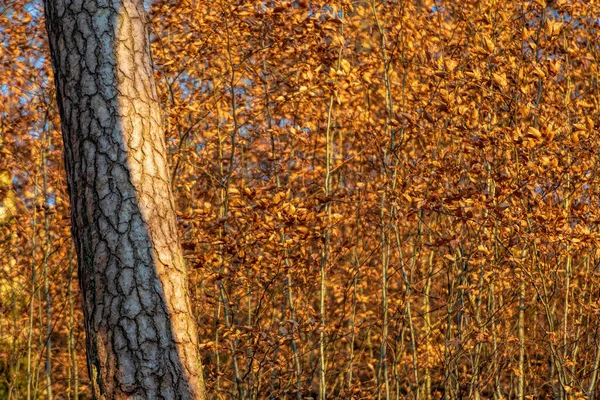나뭇가지와 나무줄기가 겨울에 — 스톡 사진