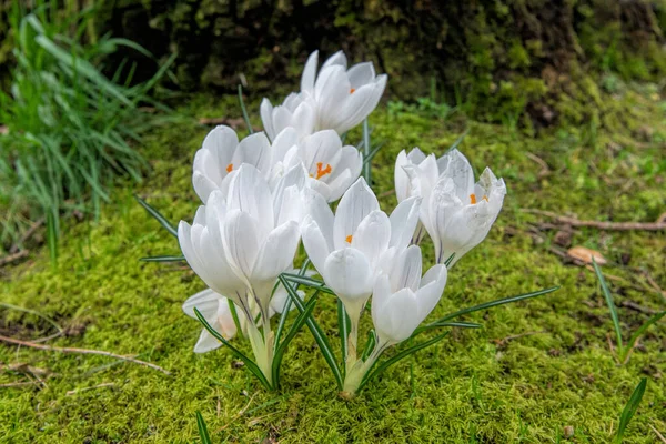 Bílý Krokus Trávě — Stock fotografie