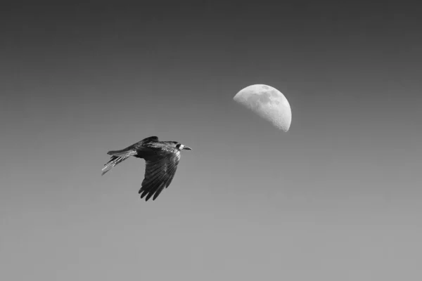 Krähe Flug Und Mond — Stockfoto