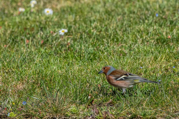 Chaffinch Grass — Stock Photo, Image