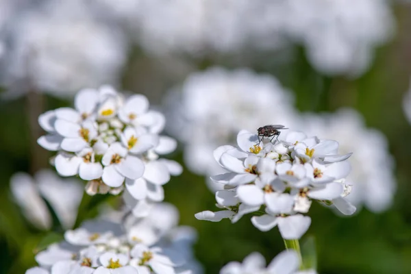 Flores Iberis Blanco Volar —  Fotos de Stock