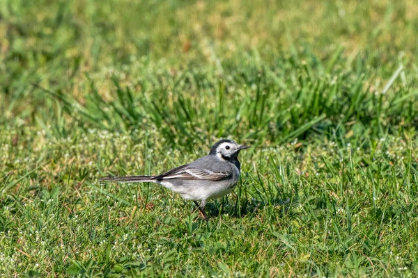 Wagtail Meadow — Stock Photo, Image