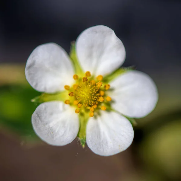 Biały Kwiat Truskawki Płatkami — Zdjęcie stockowe