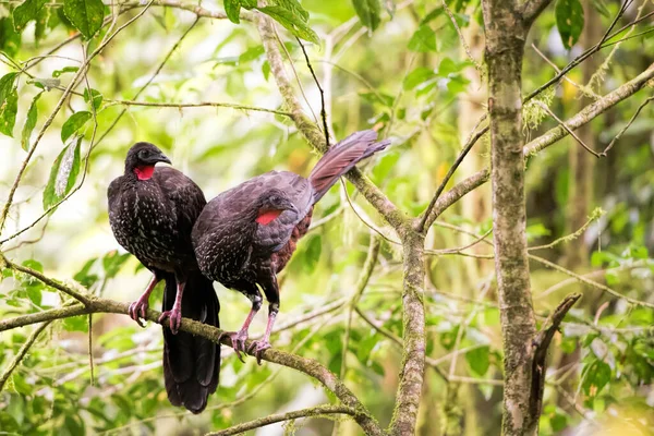 Kosta Rika Penelope Purpurascens — Stok fotoğraf