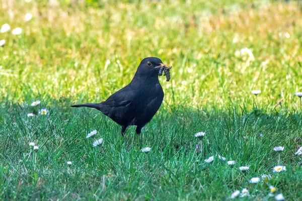 Blackbird Eating Caterpillar Meadow — Stock Photo, Image