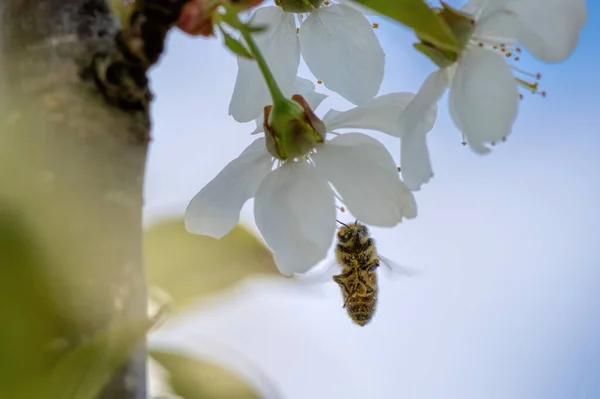 Biene Flug Auf Kirschblüte — Stockfoto