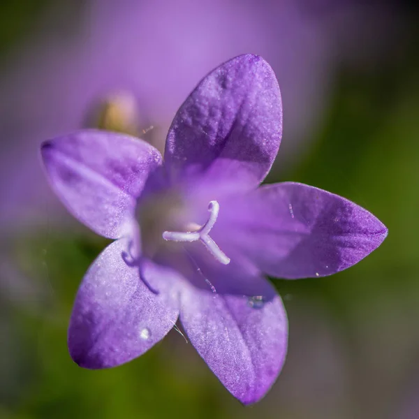 Glockenblumen Blühen Garten — Stockfoto