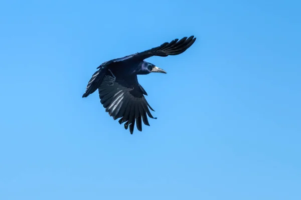 Cuervo Torre Vuelo Contra Cielo Azul —  Fotos de Stock