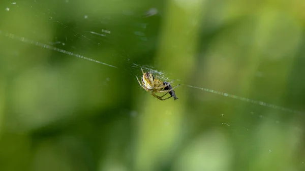 Spider Its Web Fly — Stock Photo, Image