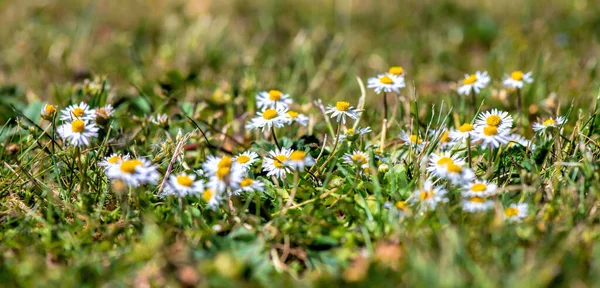 Gänseblümchen Auf Der Wiese — Stockfoto