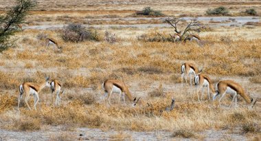 Namibya Parkı 'ndaki Springbok