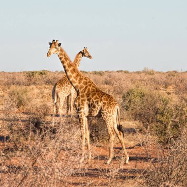 Namibya parkında iki zürafa