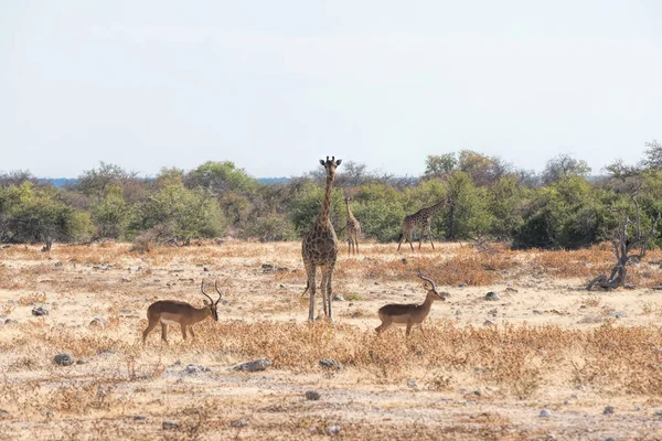 Impala Und Giraffe Namibia — Stockfoto