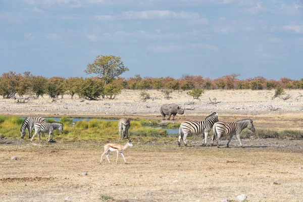 Black Rhino Zebras Namibia — Stock Photo, Image