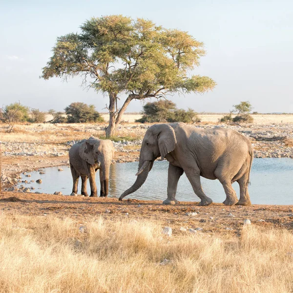 Elefanti Nel Parco Della Namibia — Foto Stock