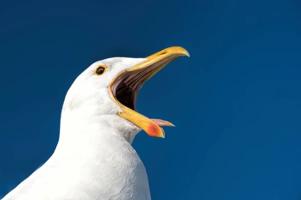 Gulls Beek Namibia — Stock Photo, Image