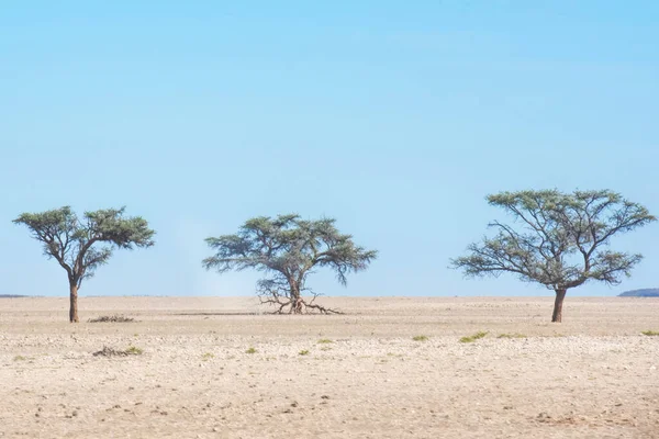 Acacie Nel Deserto Del Namib — Foto Stock