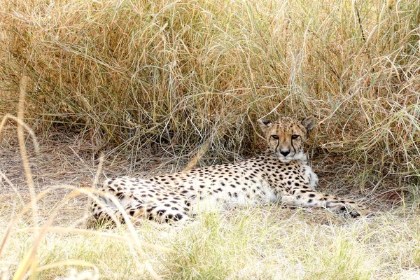 Guépards Parc Namibien — Photo