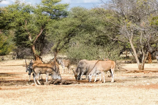 Elands Cape Namibia Park — Stock Photo, Image