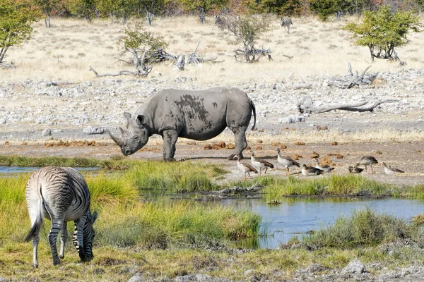 Nosorożec Czarny Zebry Gęsi Egipskie Namibii — Zdjęcie stockowe