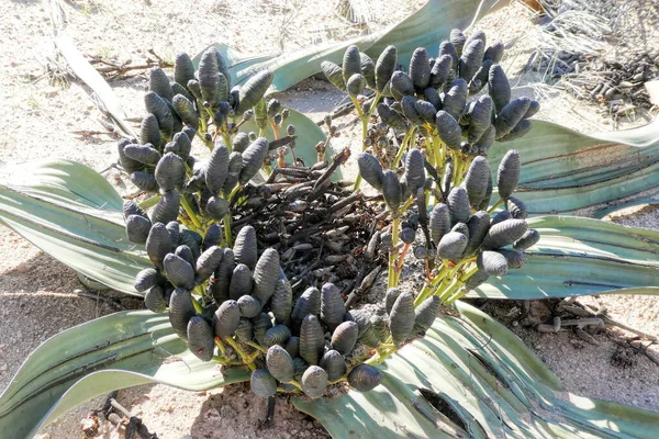 Welwitschia Mirabilis Namíbia — Fotografia de Stock