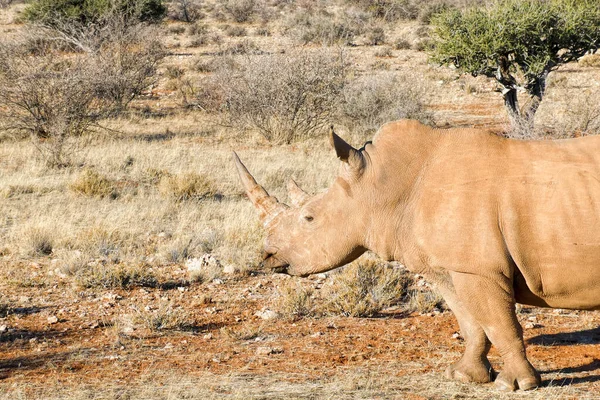 Vit Noshörning Namibia — Stockfoto